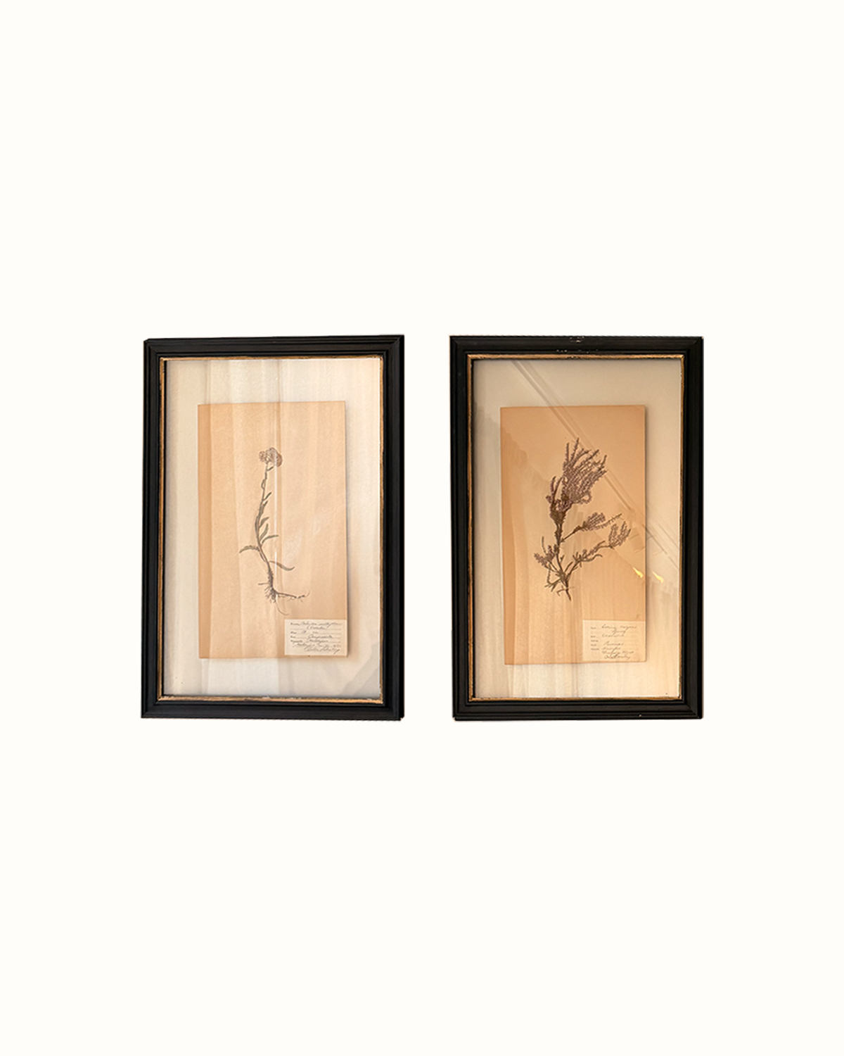 Pair of Framed Botanical Herbarium Specimens
