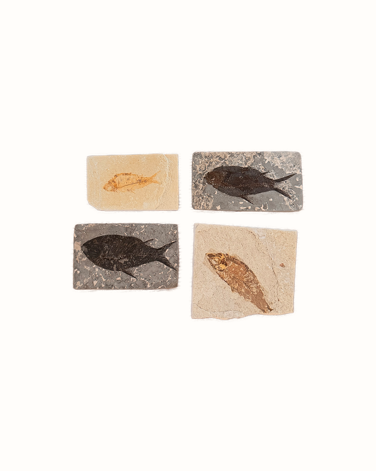 Eocene Fossilised Fish Specimens, Set of Four