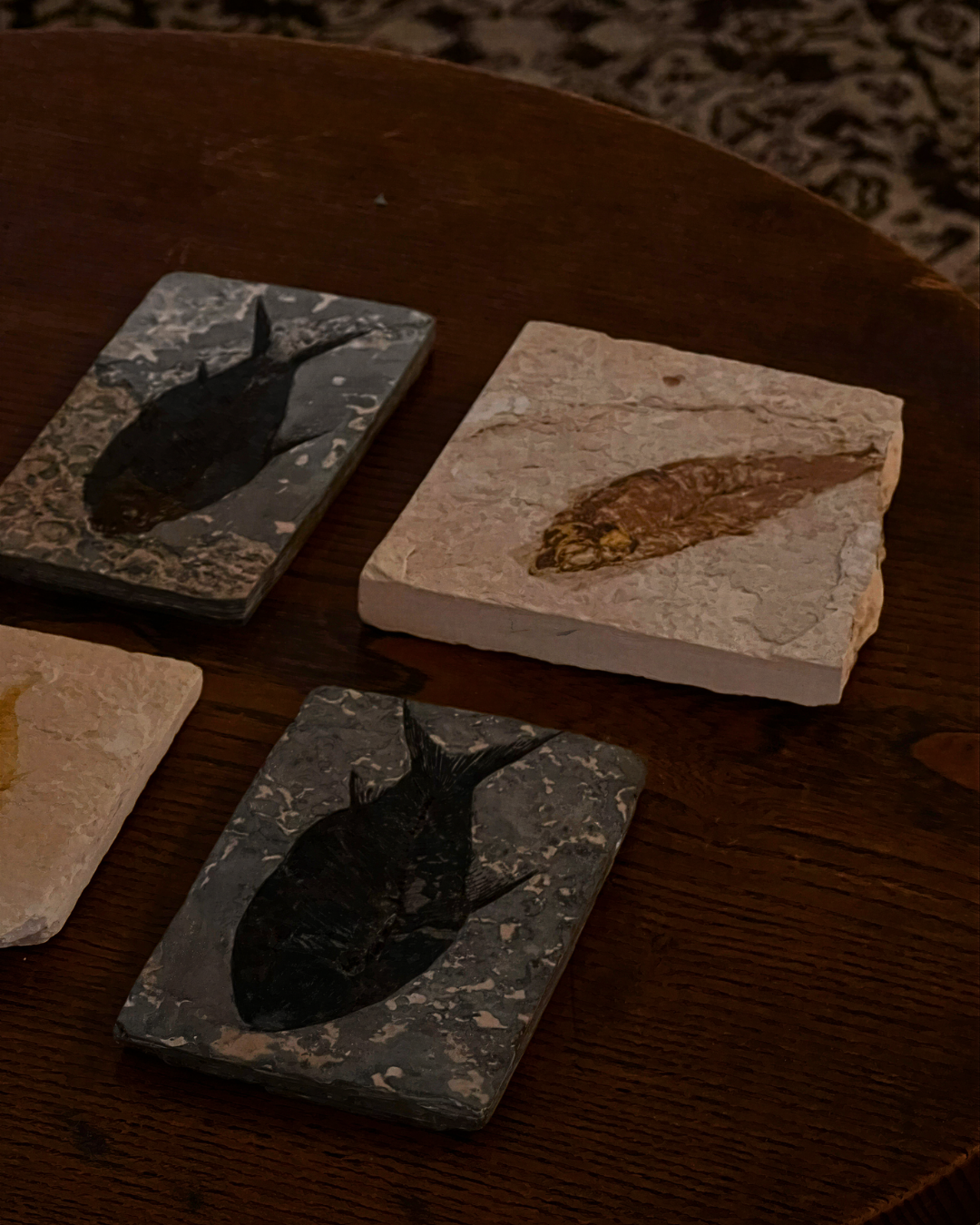 Eocene Fossilised Fish Specimens, Set of Four